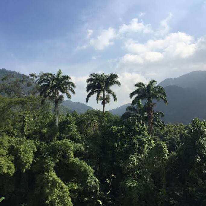 vista da cobertura para o verde