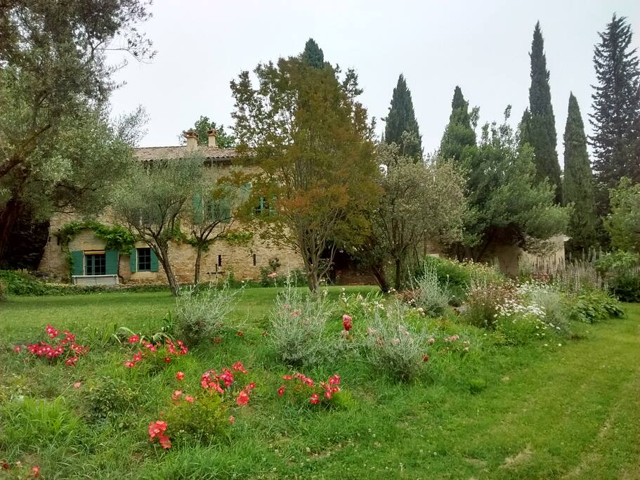 Roses in bloom.