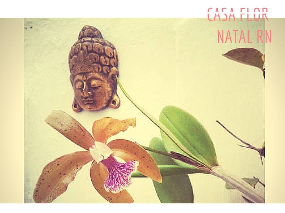 Orquídea da nossa Terra Potiguar, embelezado o pequeno Jardim da Casa Flor.