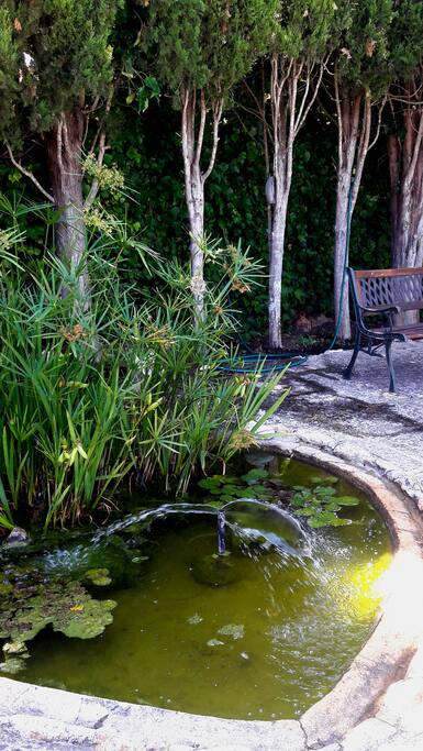 El estanque de las ranas. / The frog pond.