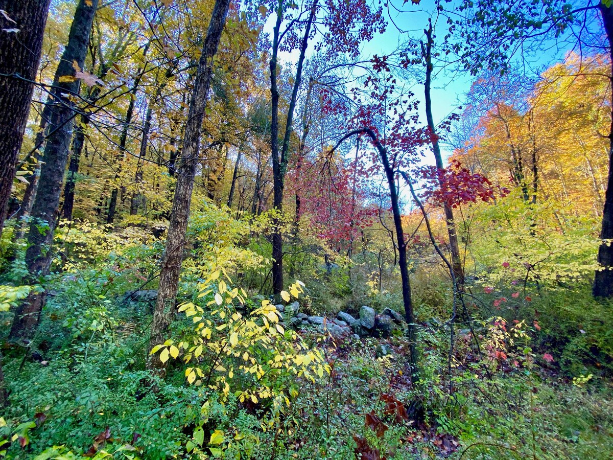 A vibrant landscape is depicted, showcasing a mix of trees with colorful foliage in autumn shades of red, yellow, and green. Sunlight filters through the branches, highlighting a rocky wall and the rich undergrowth, creating a peaceful and inviting natural setting.