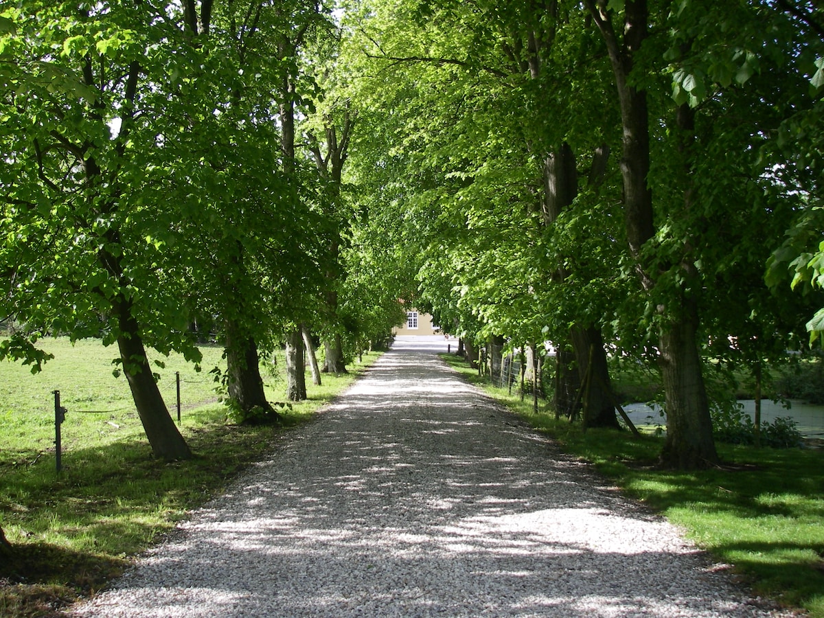 A gravel pathway stretches between tall, leafy trees, leading towards the farmhouse in the distance. Lush greenery lines both sides of the path, enhancing the serene atmosphere. The sunlight filters through the leaves, creating a dappled effect on the ground.