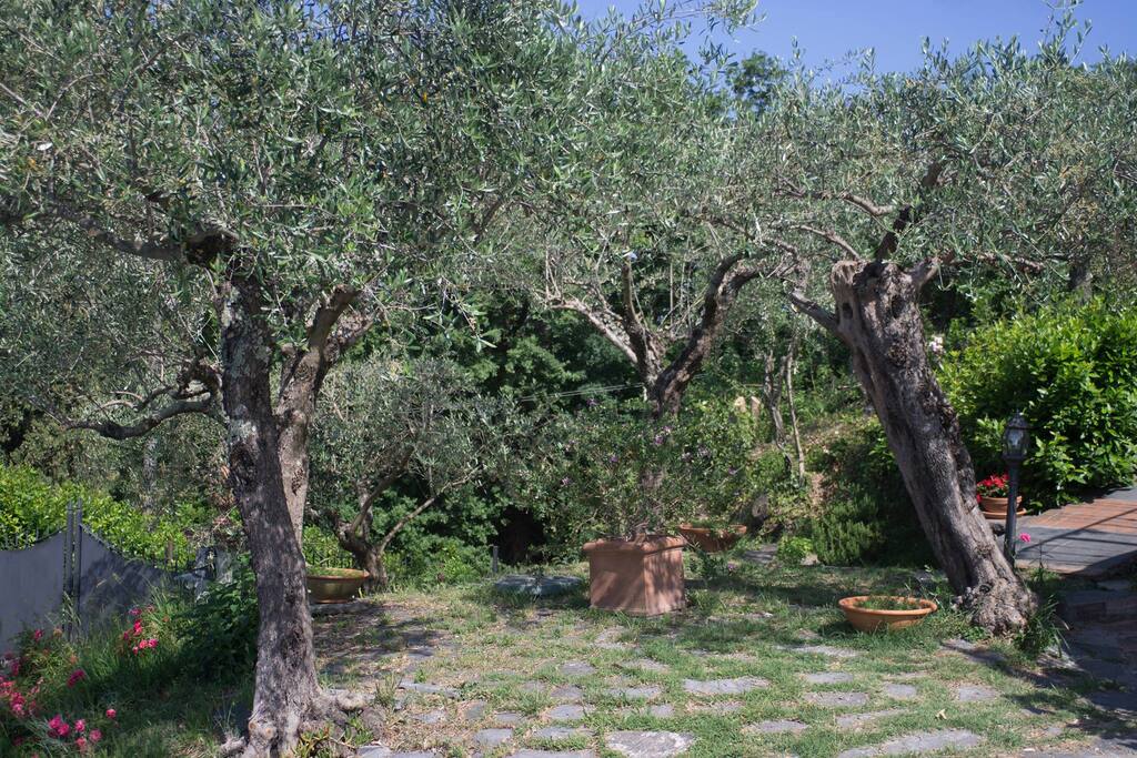 Il giardino
