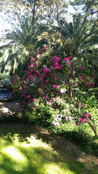Flowering tree