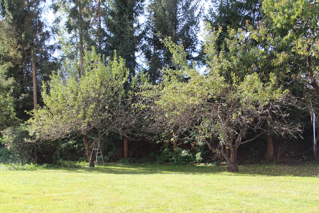 Garten mit Apfelbäumen