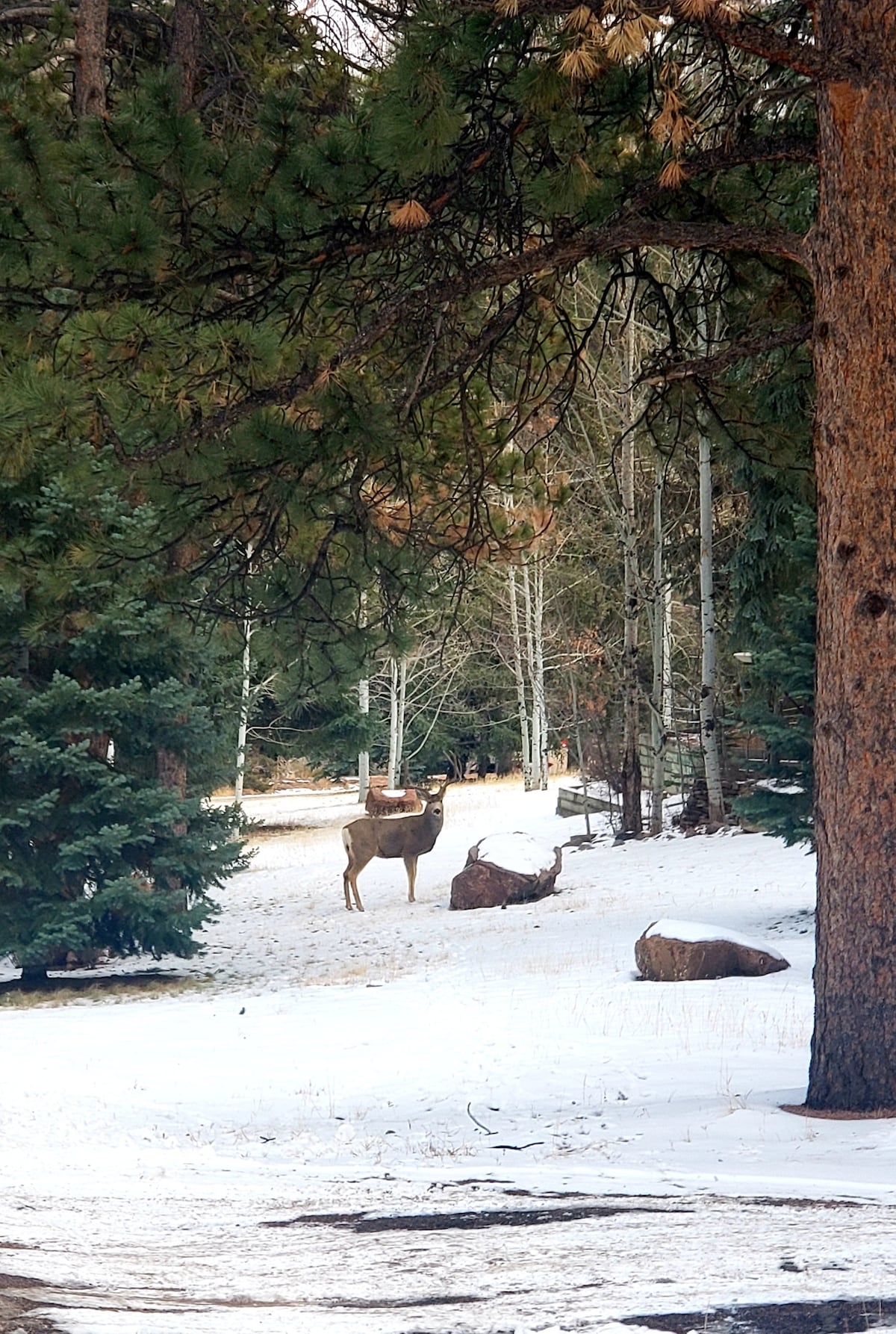 A deer is seen standing on a snow-covered path surrounded by tall evergreen and aspen trees. Frosty grass peeks through the white snow, with boulders visible in the foreground, creating a serene outdoor scene.