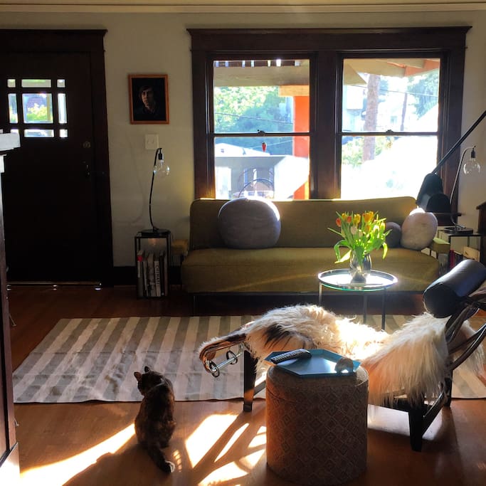 The Living Room and Gaia, the cat.