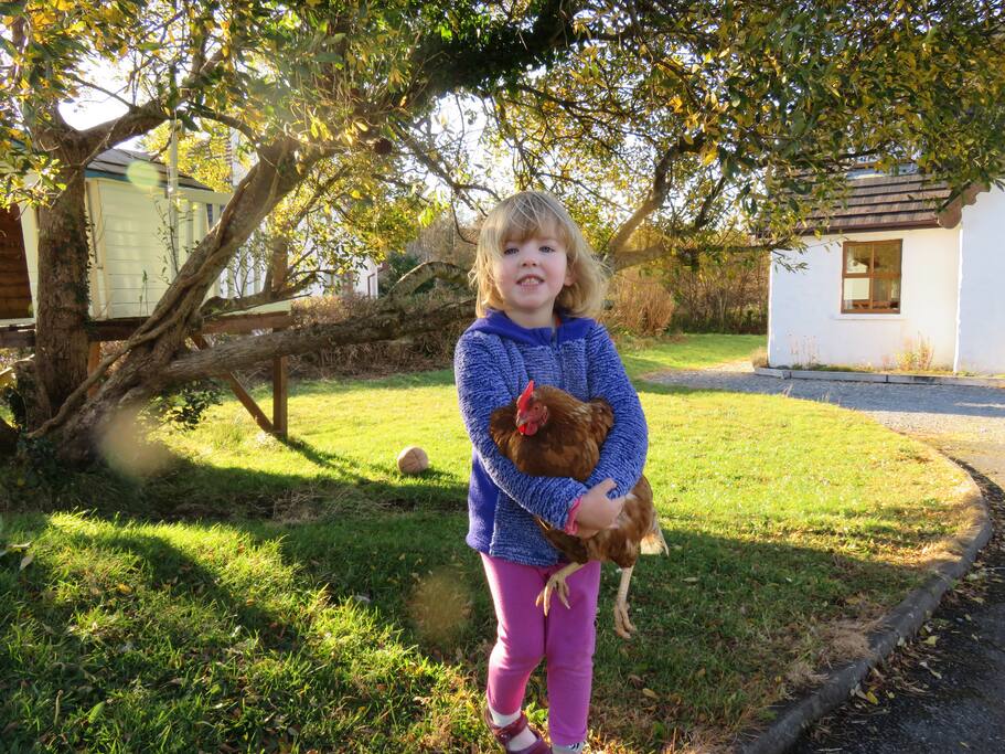 Hens in garden