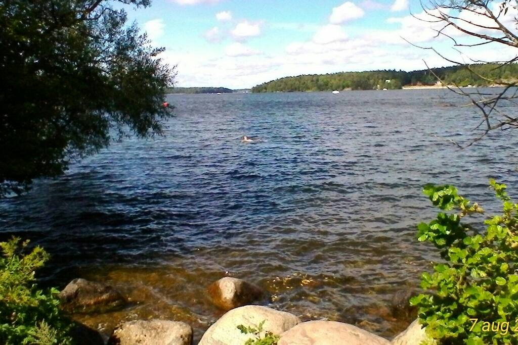Swim and walk by Lake Mälaren, only 5 minutes walk from the room.