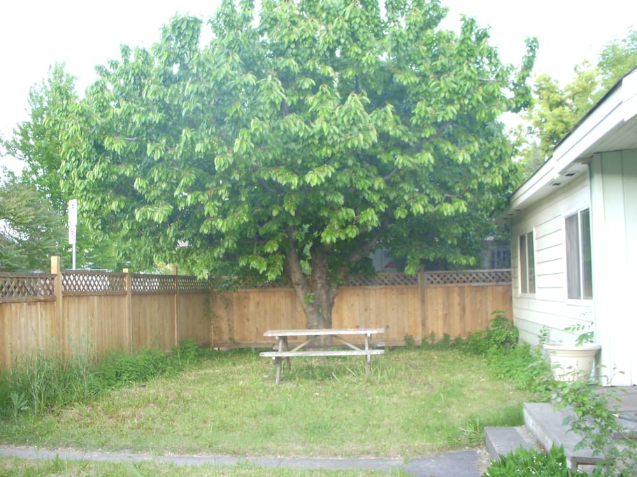 Outdoor picnic table under producing cherry tree.