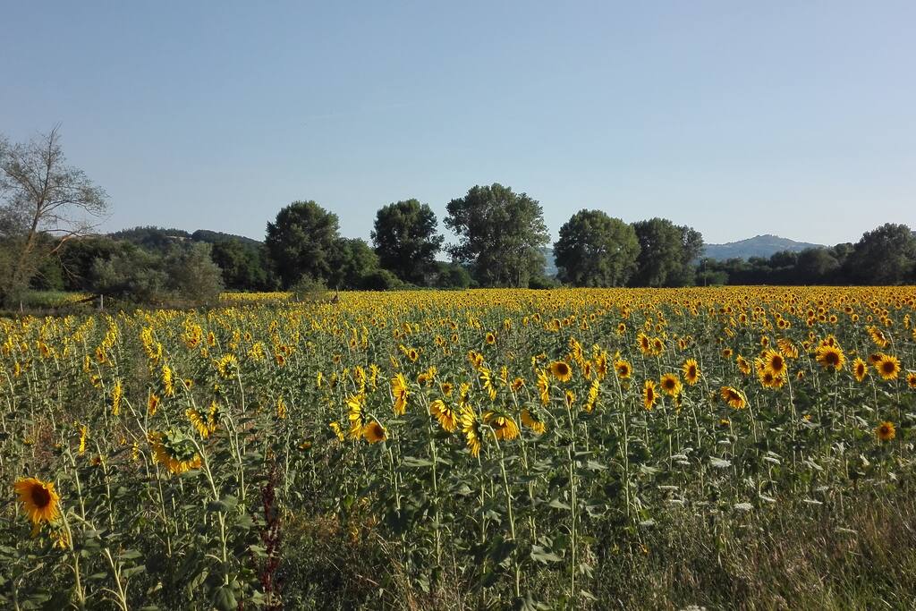 Dintorni
