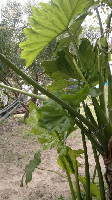 plantas del jardin