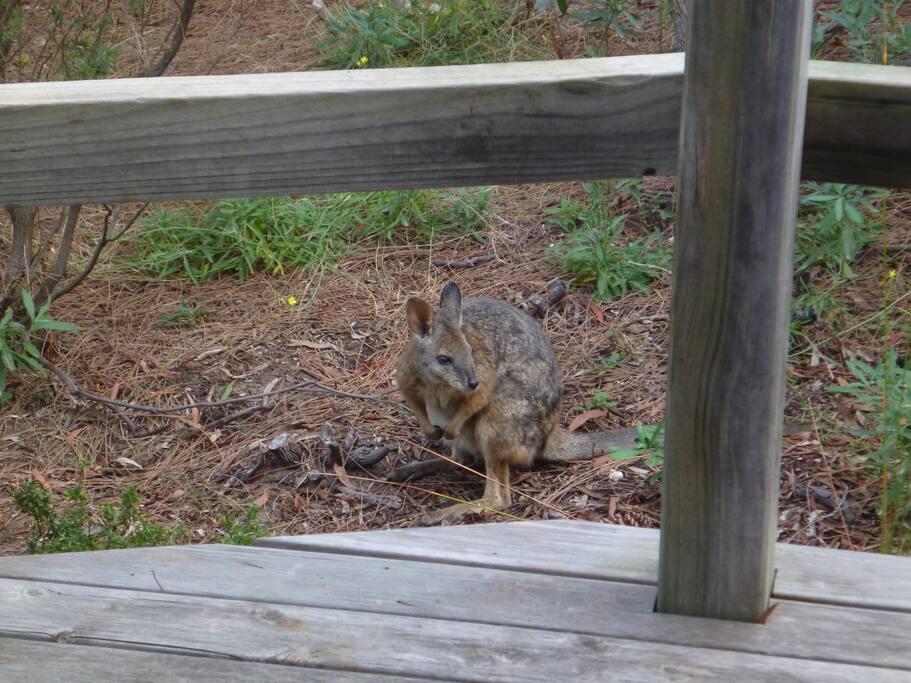 Wallabies visit regularly