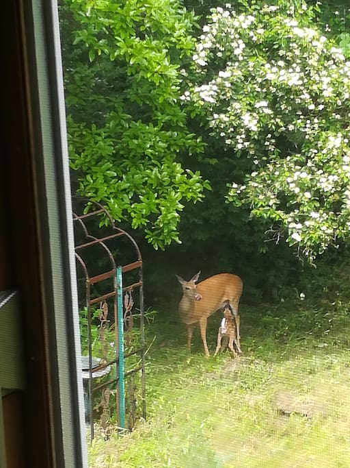 The view out the kitchen window recently.