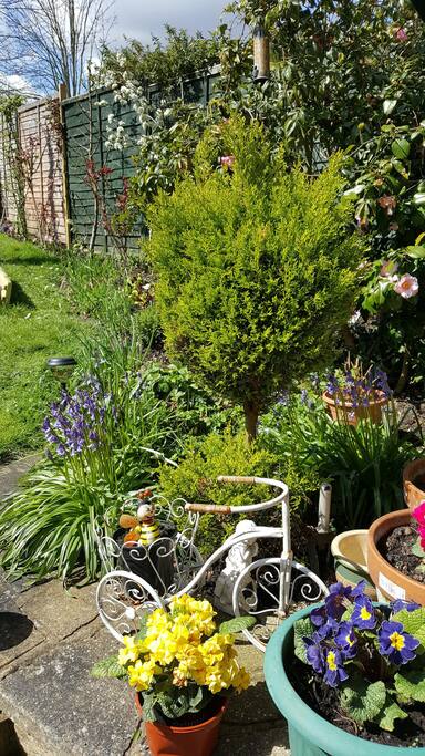 My garden