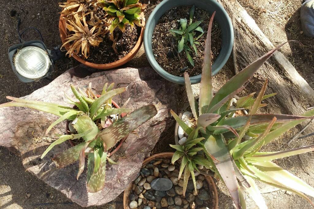 Zen feeling extends out into the back garden.