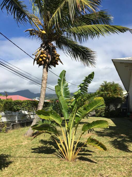 jardin