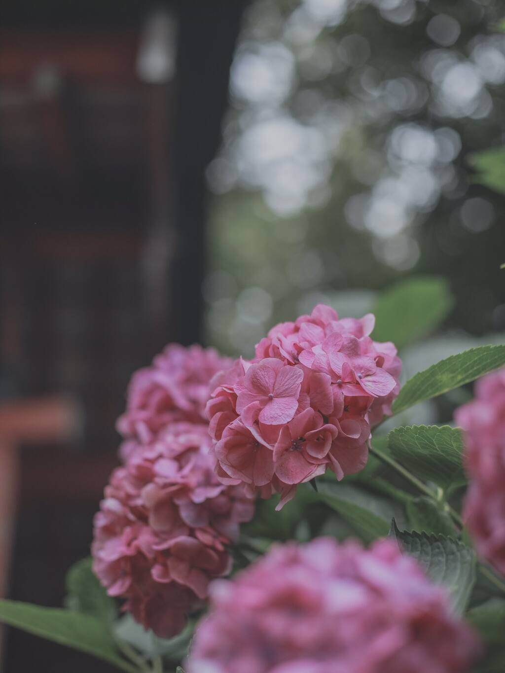远离尘嚣的初夏风物诗 紫阳花苑 京都旅游攻略 尽在airbnb爱彼迎