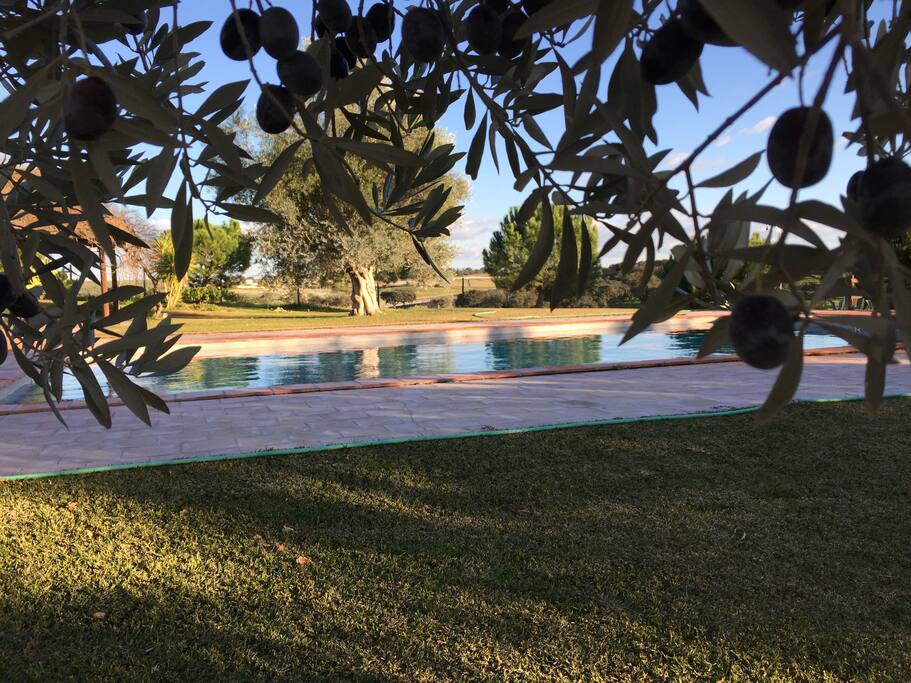 Jardim e Piscina