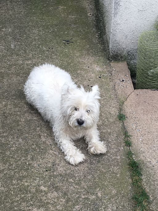 Sammy dog with even more fur