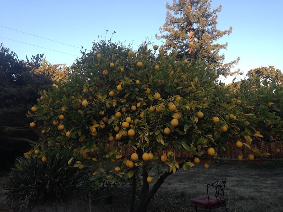 Most wonderful view of meyer lemon tree. A legend of Los Altos. Take some home.