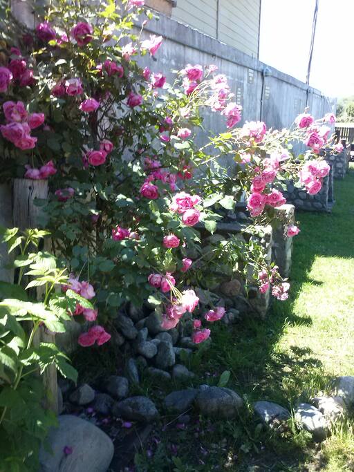 flores