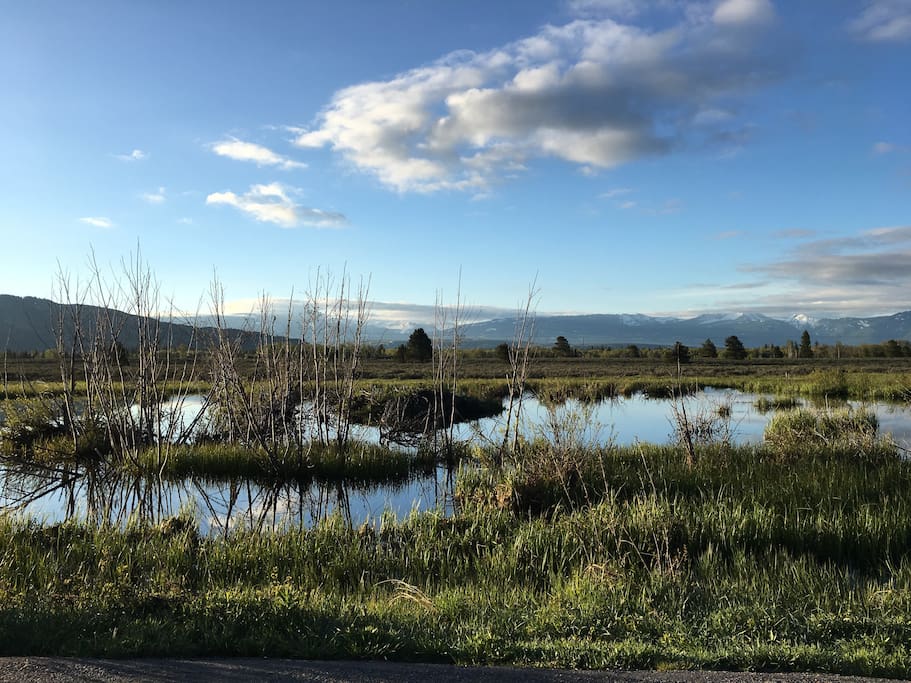 Early morning in Grand Teton NP, just a few miles north of the condo
