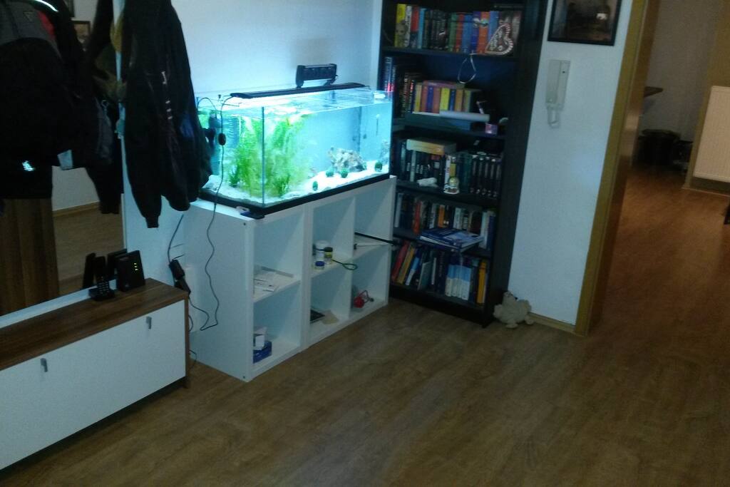 Unser Axolotl Aquarium