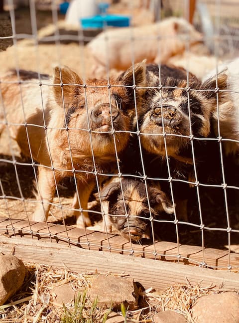 Piggie Paradise Group Glamp Camp