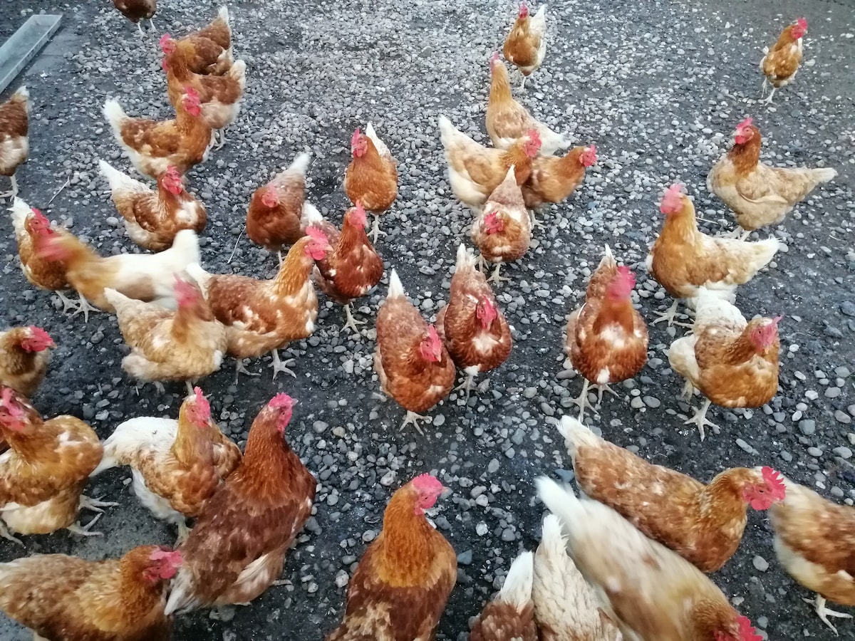 A lively scene depicts a flock of chickens ranging freely on a gravel surface. The birds exhibit a mix of brown and white feathers, with vibrant red combs and wattles. Their natural behavior creates an atmosphere of a working farm, highlighting the rural charm of the surroundings.
