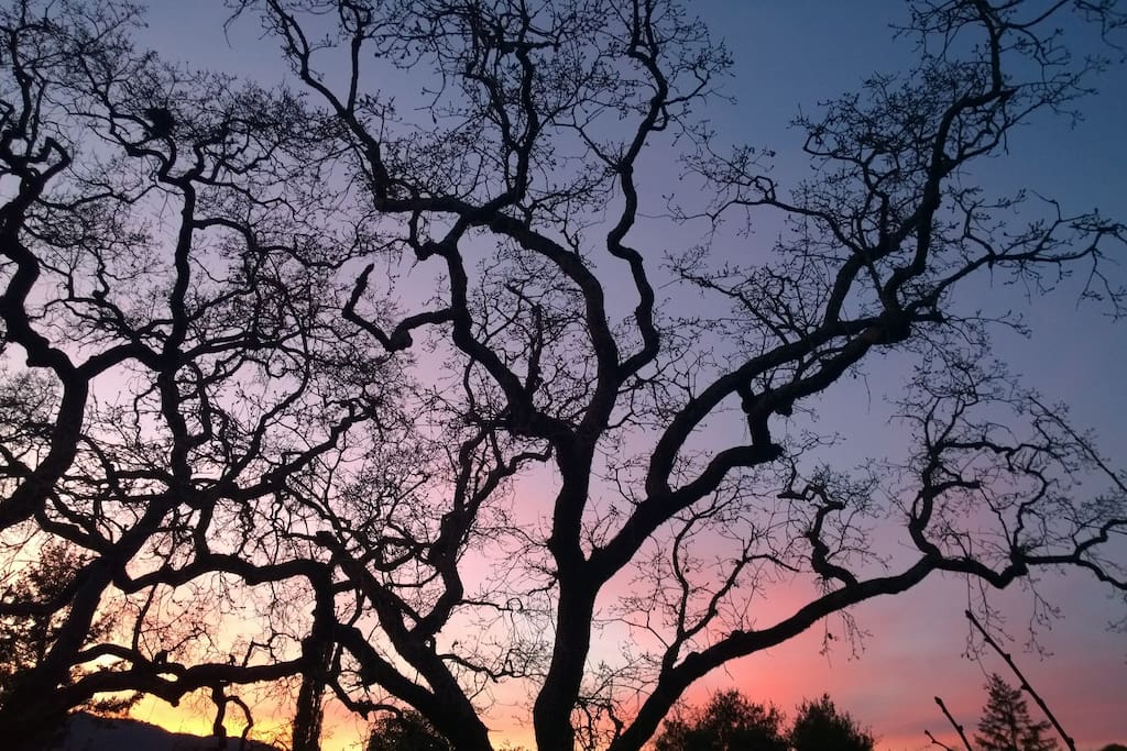 Lovely native Oak, view from from outside of Vintage Reserve.