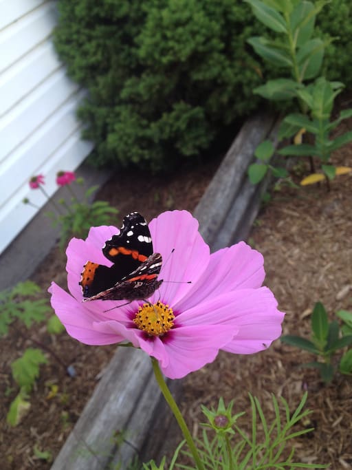 Peach Tree Butterfly Garden