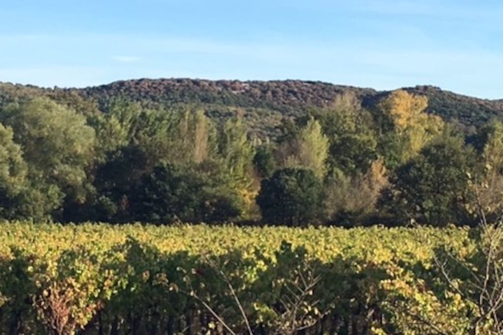 Vue sur les Vignes