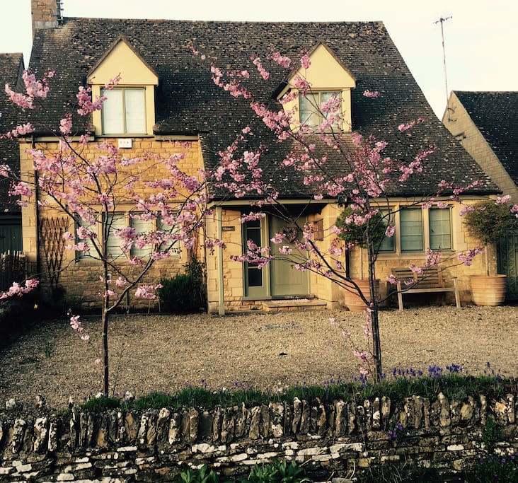 Our cherry blossom trees