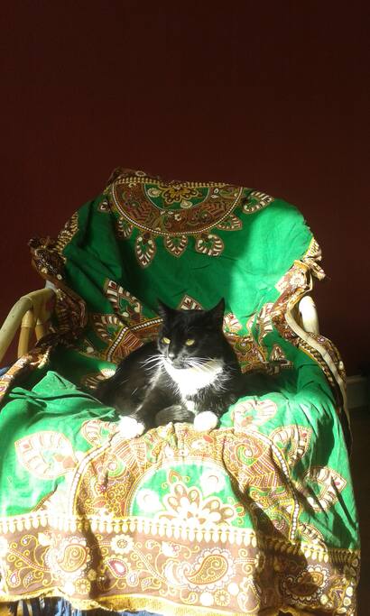 Hauskatze Osca