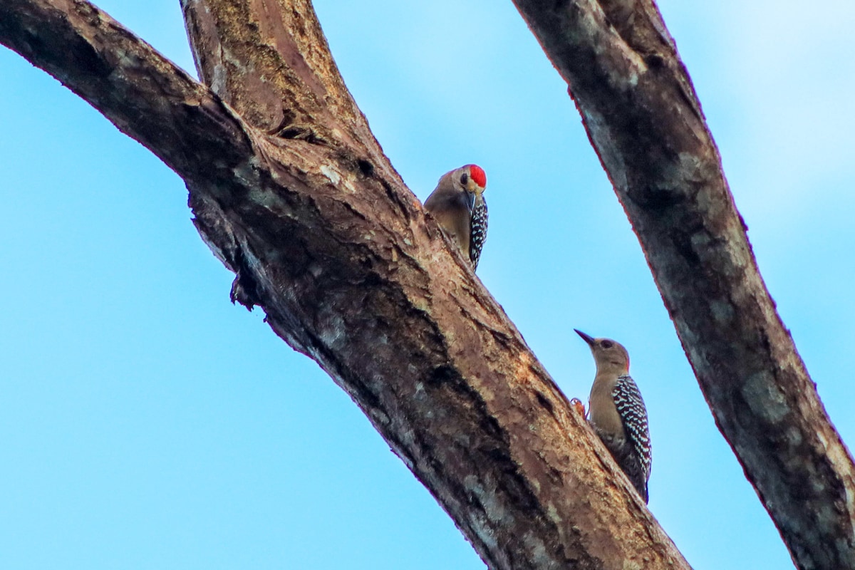 other woodpeckers you can see from the patio at Habitación #1 Colibrí in David