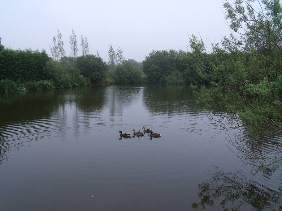 Etang