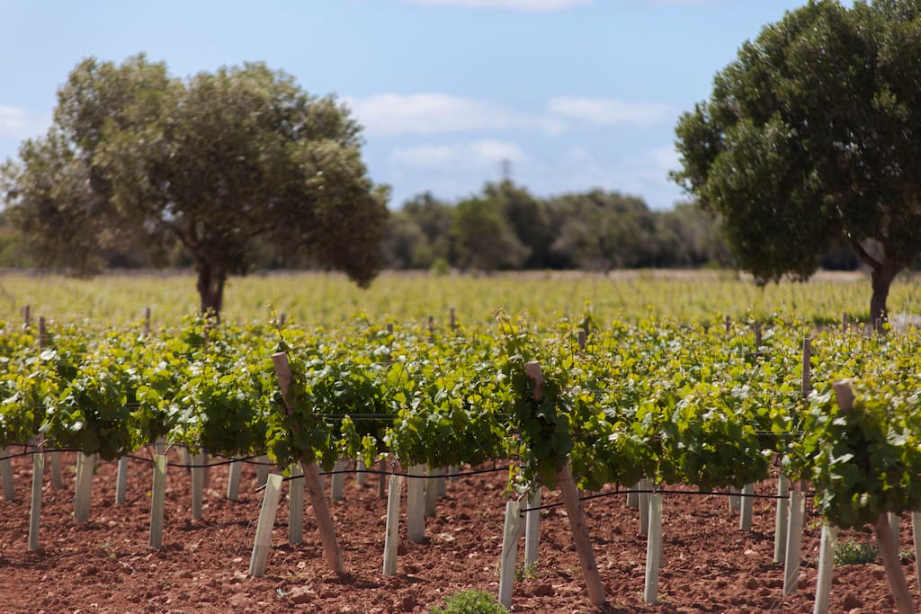 Vineyards
