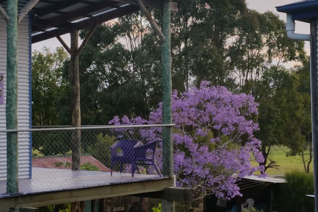 Jacaranda tree in flower outside the Albert Suite.