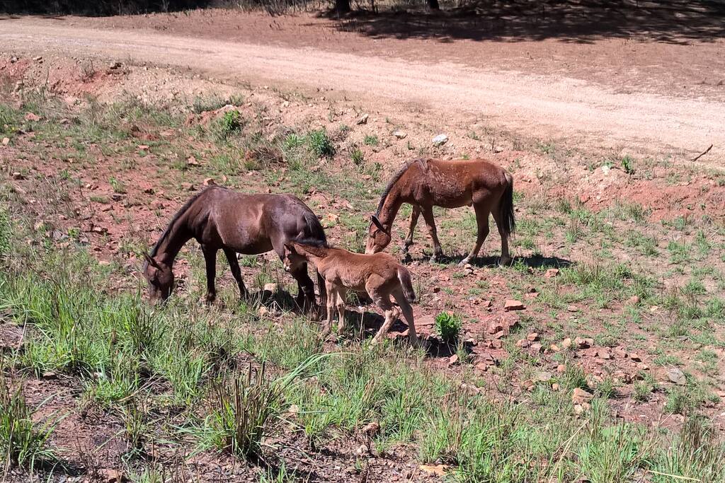 Wild Horses at Kaapschehoop
