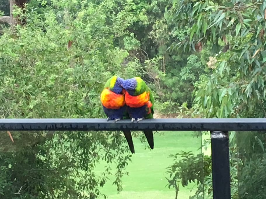 These two cheeky lorikeets sit on our hands when we feed them.