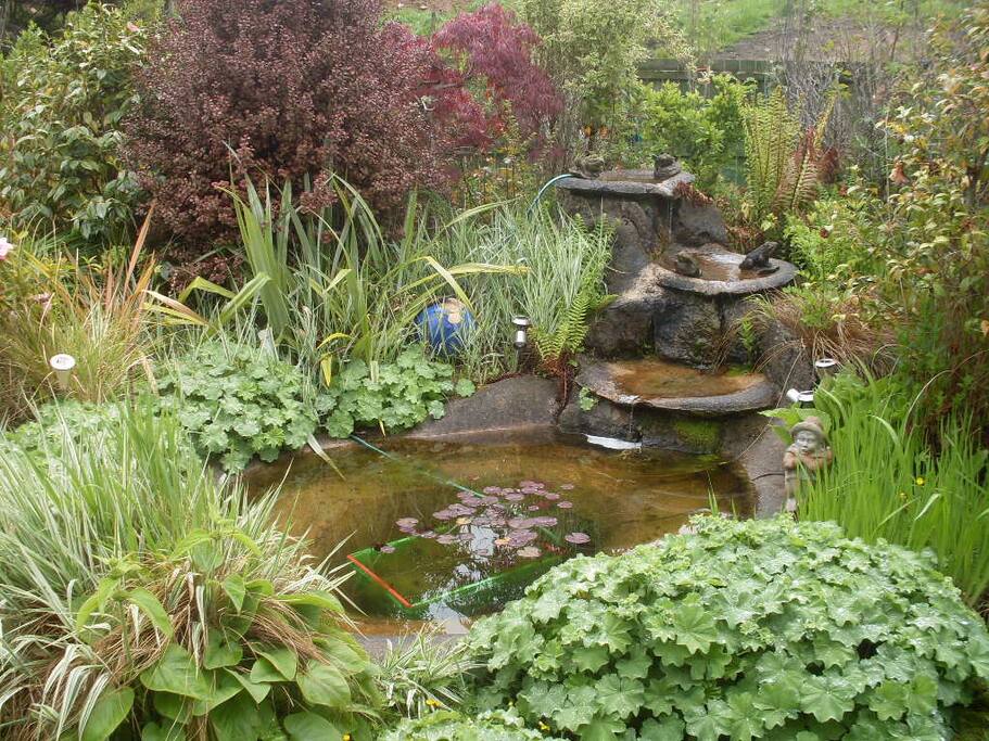 Tree whistling frogs make the pond come alive at dusk