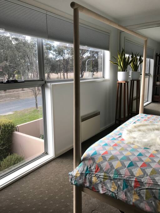 Watch Kangaroos in the field across from your room