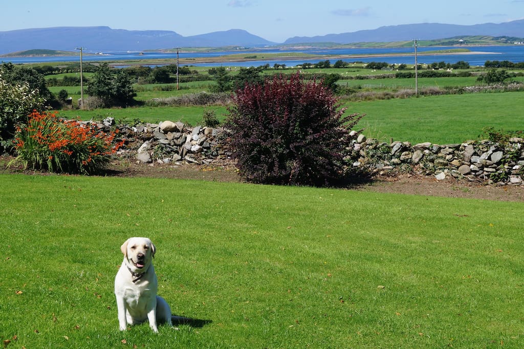 The garden at the front.