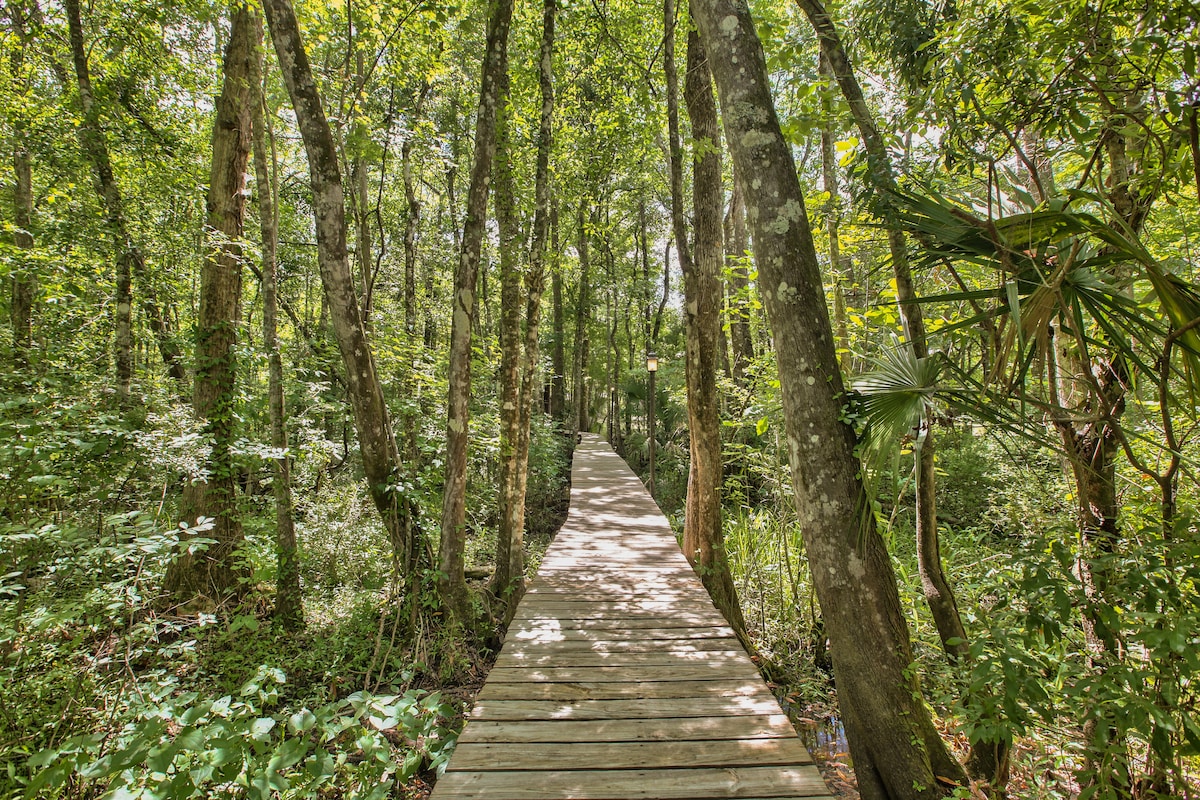 A wooden boardwalk meanders through a lush forest, surrounded by tall trees and dense green vegetation. Sunlight filters through the leaves, casting soft shadows on the pathway, inviting exploration of the natural landscape.