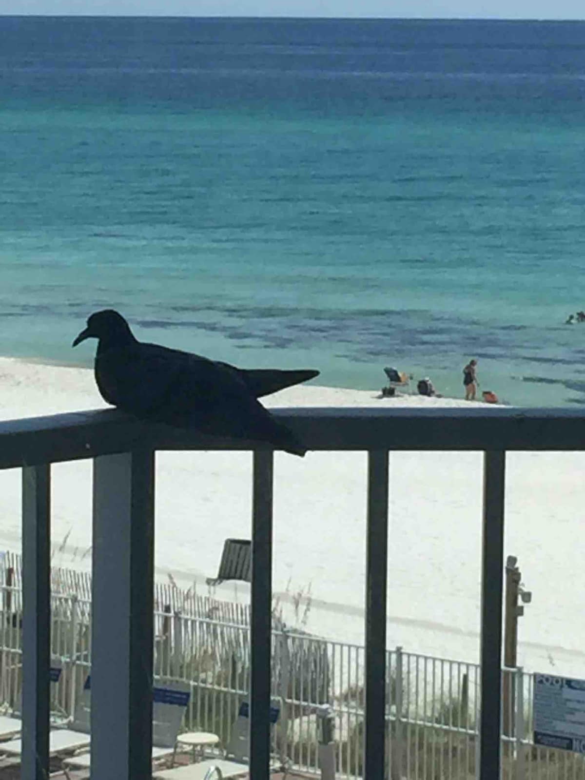 A dark silhouette of a bird sits on a balcony railing, overlooking a sandy beach. The water is visible in varying shades of blue and green, while small figures can be seen enjoying the beach in the background.