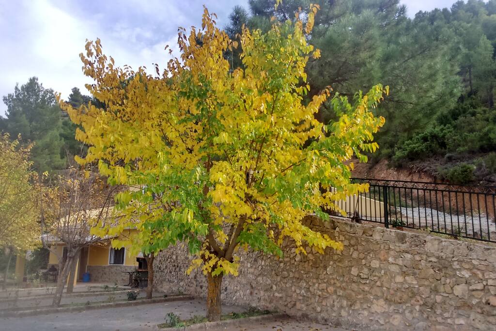 jardin
