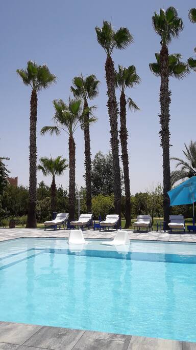 Piscine et palmiers