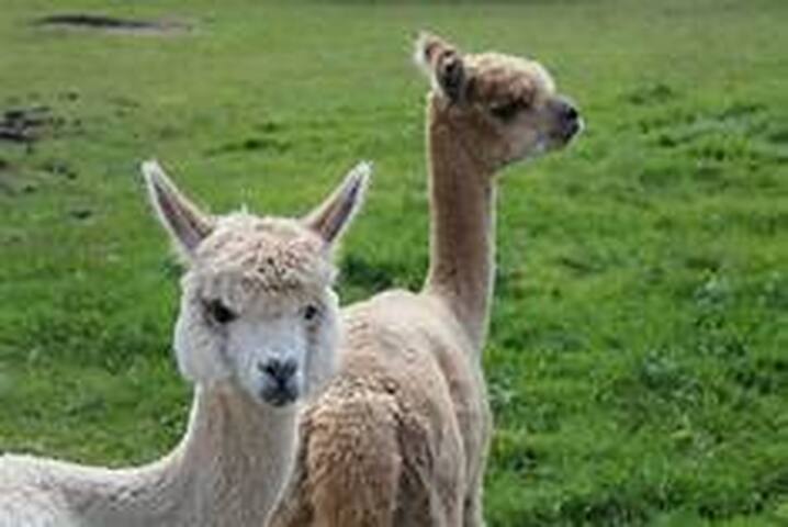 White Peak Alpacas