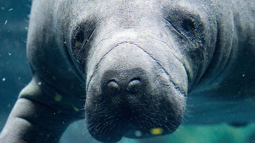 Manatee Viewing Center